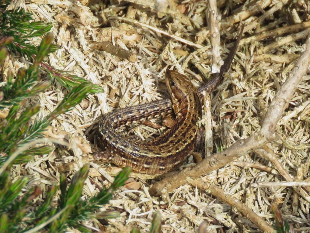 A small brown lizard with brown stripes down its sides and pale spots, is curled around itself amongst dry undergrowth in the sun